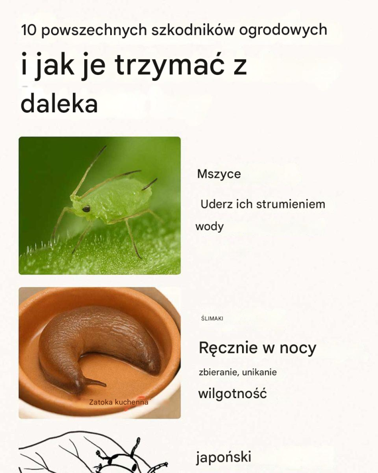 10 powszechnych szkodników ogrodowych i jak się ich trzymać z daleka