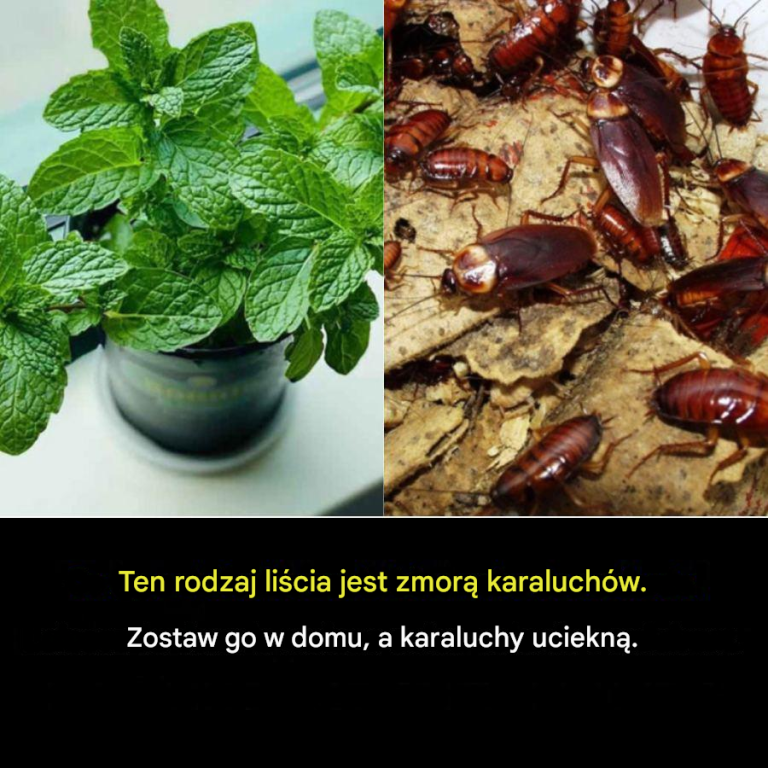 Ten rodzaj liścia jest zaprzysiężonym wrogiem karaluchów