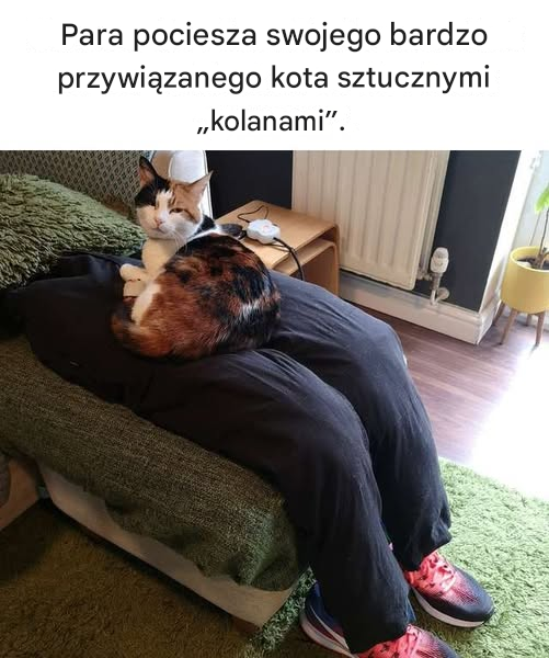 Para pociesza swojego bardzo przywiązanego kota sztucznymi „kolanami”.
