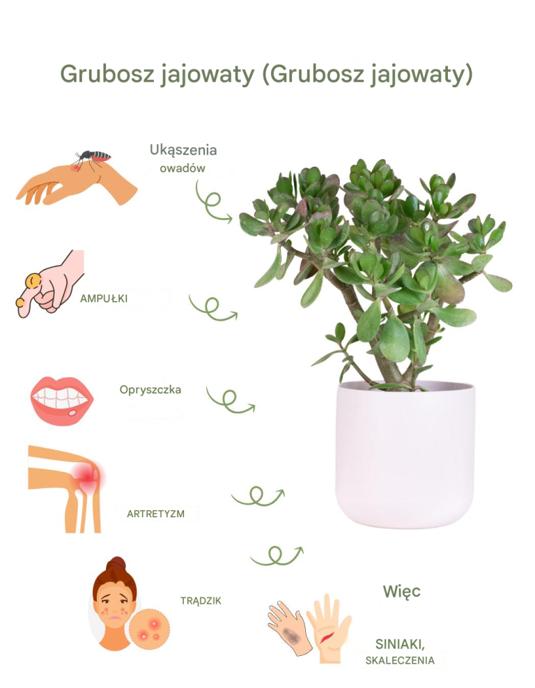 KAŻDY powinien mieć TĘ roślinę w domu, mawiał mój dziadek: nie służy tylko do dekoracji, każdy powinien znać ten efekt!