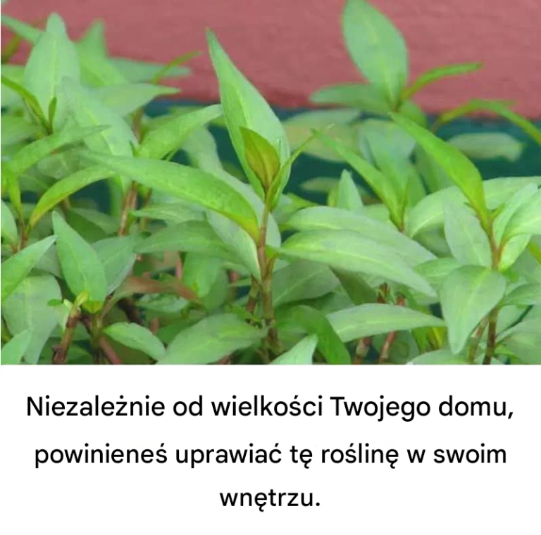 Niezależnie od wielkości Twojego domu, musisz uprawiać tę roślinę w swoim domu.