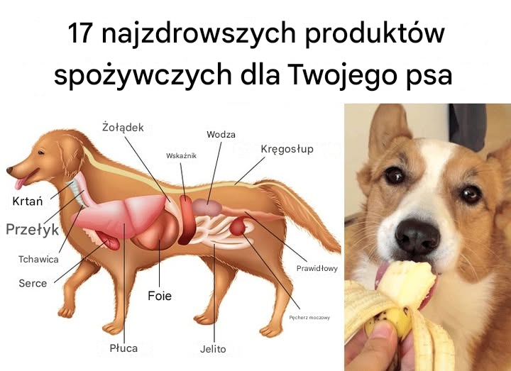 17 najzdrowszych produktów spożywczych dla Twojego psa