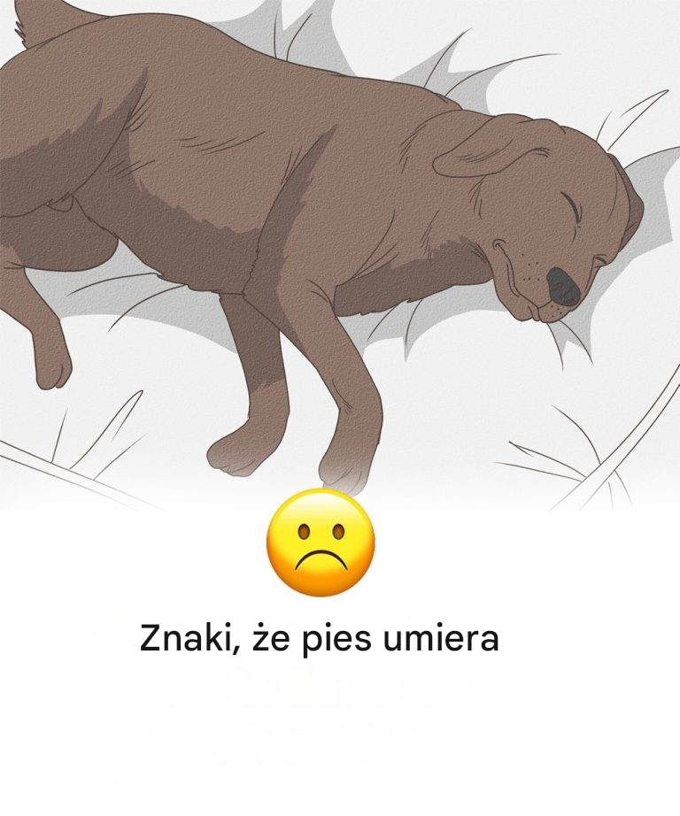 11 oznak, że twój pies jest bliski śmierci
