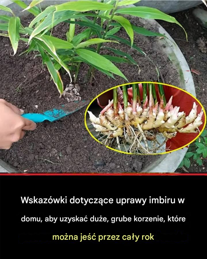 Jak uprawiać imbir w domu