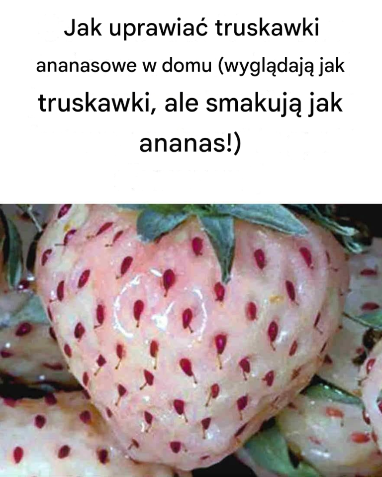 Jak uprawiać truskawki ananasowe w domu (wyglądają jak truskawki, ale smakują jak ananas!)