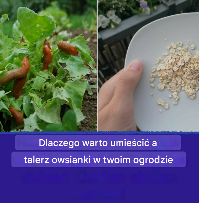 Owsianka dla ślimaków: Jak chronić swoje rabaty kwiatowe