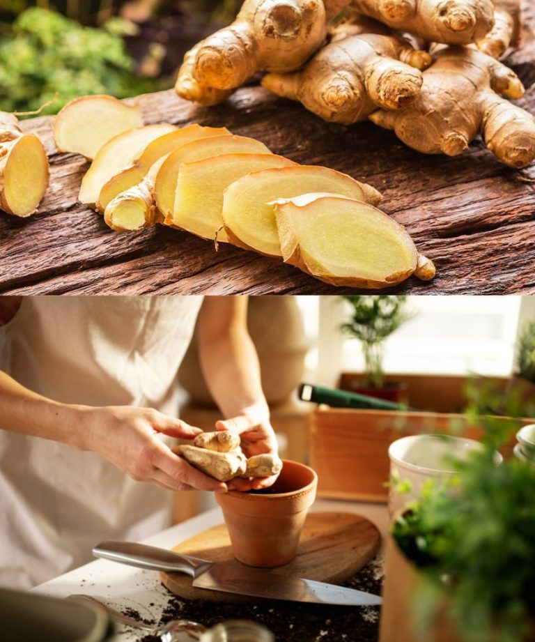 Jeśli spryskasz tym płynem myszy w ogrodzie, znikną po kilku godzinach