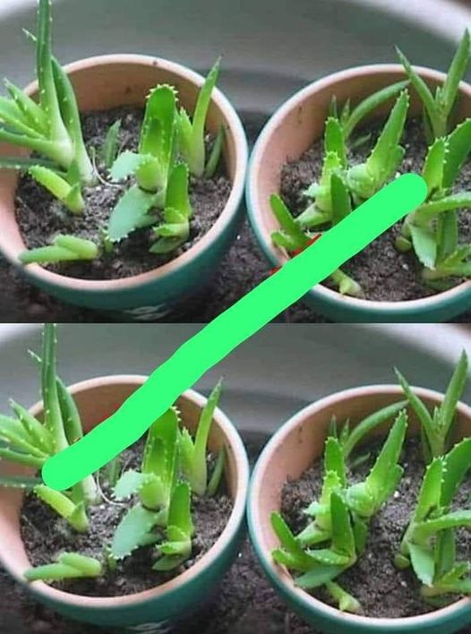 Dowiedz się, jak uprawiać aloes w domu Ta roślina jest cudowna