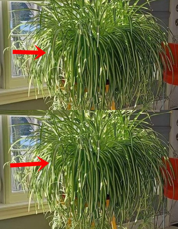 Jeśli posiadasz tę roślinę, masz szczęście: oto dlaczego jest ona warta czystego złota w domu