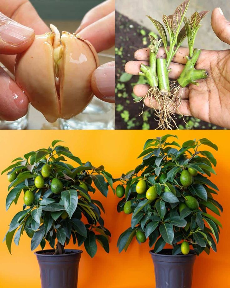 Jak rolnicy uprawiają drzewa awokado?