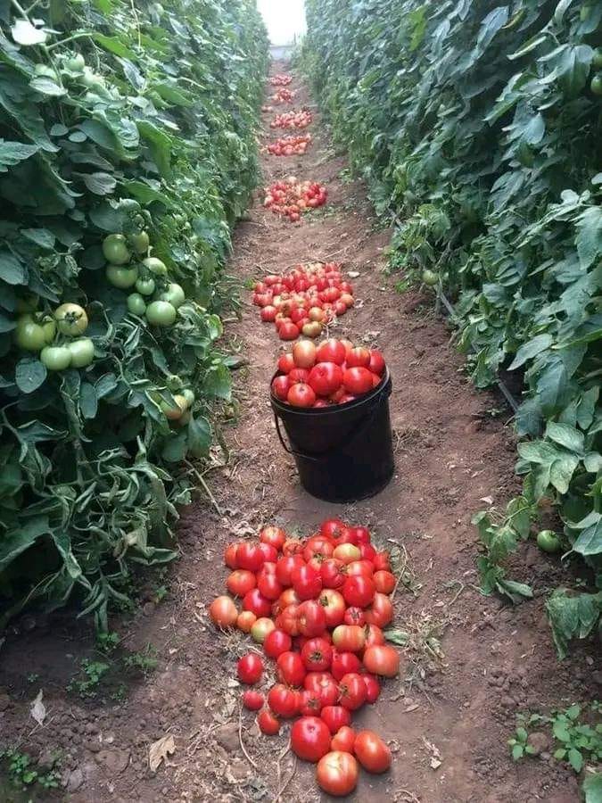 W kilku słowach wyjaśnię Ci jakich błędów należy unikać przy uprawie pomidorów.