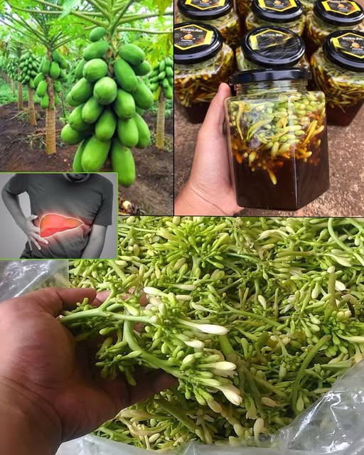 Korzyści i zastosowania kwiatów papai nasączonych miodem