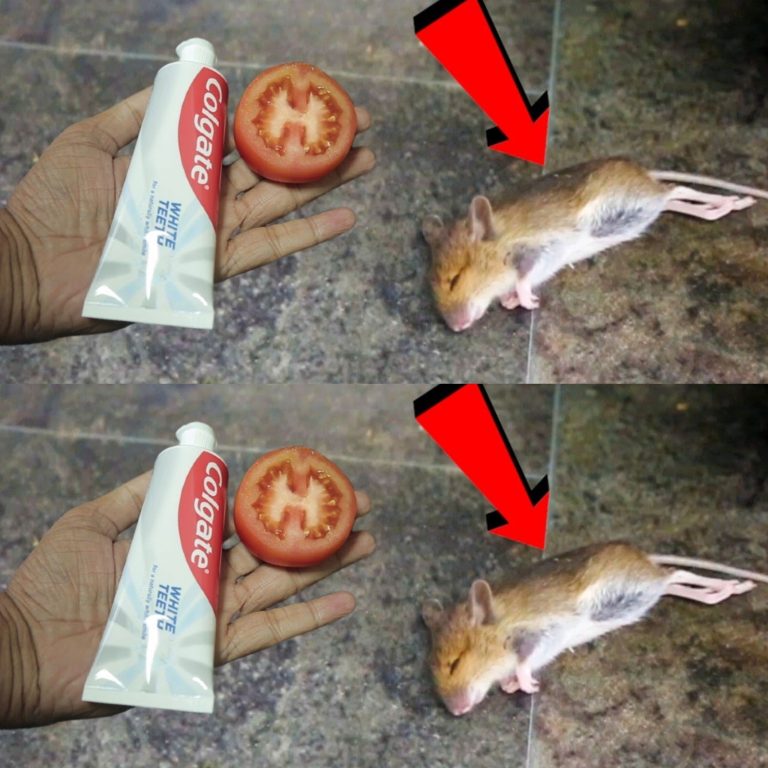 Pozbądź się szczurów i myszy ze swojego domu w naturalny sposób | Colgate i magia pomidorów!