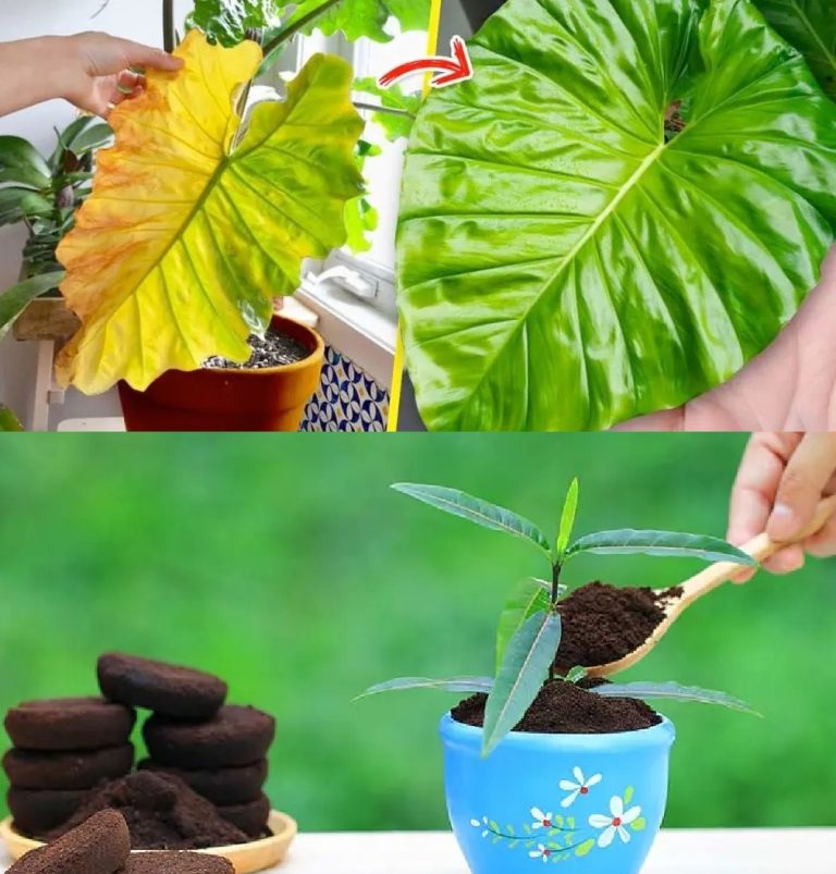 4 domowe sposoby na zapobieganie żółknięciu roślin doniczkowych