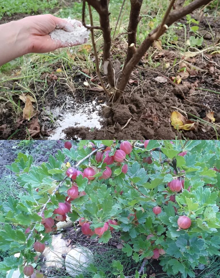 🍇 Wyhoduj duże porzeczki i zdrowe krzewy dzięki prostej jesiennej wskazówce 🍂✨