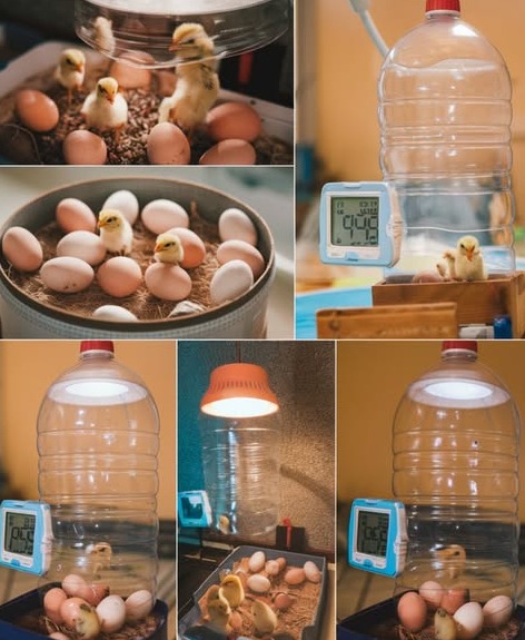 🐣✨ Zrób własny inkubator do jajek z butelki wody – prosty, praktyczny i ekonomiczny ✨🐣