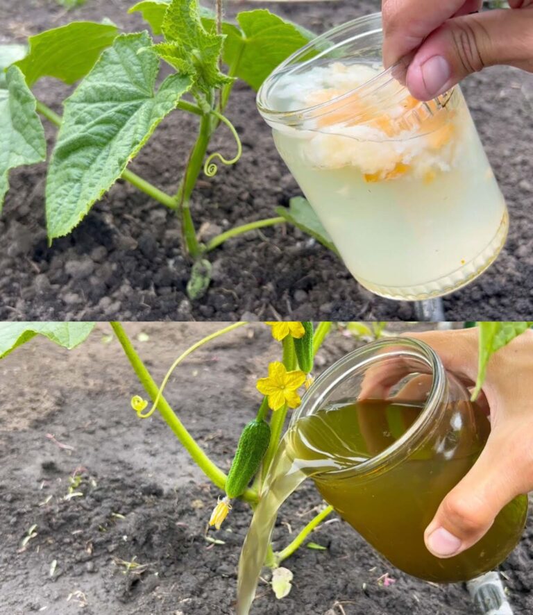 Dzięki temu składnikowi ogórki urosną w mgnieniu oka: zalej nim pędy