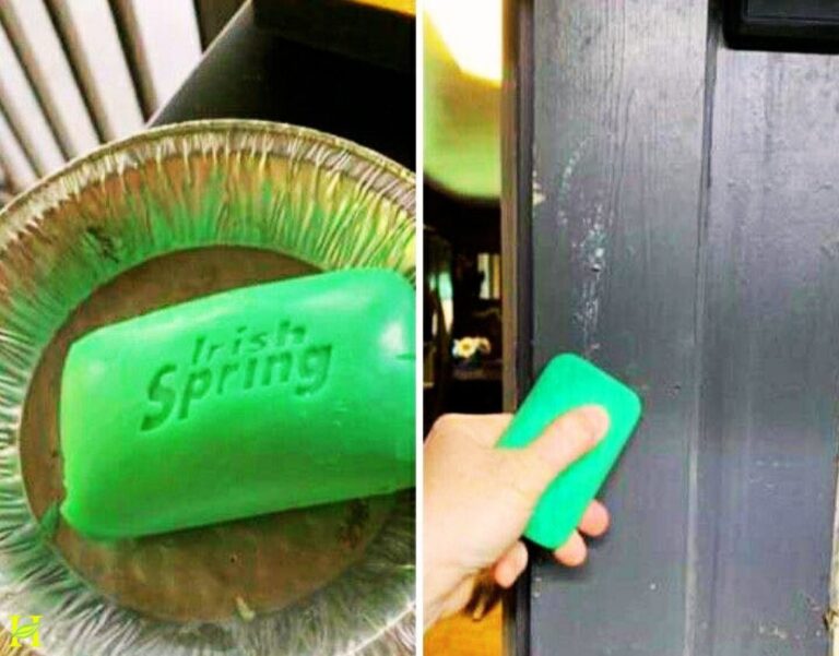 Widziałem, jak moja sąsiadka umieszczała kawałki mydła Irish Spring w swoim ogrodzie – oto, co się wydarzyło