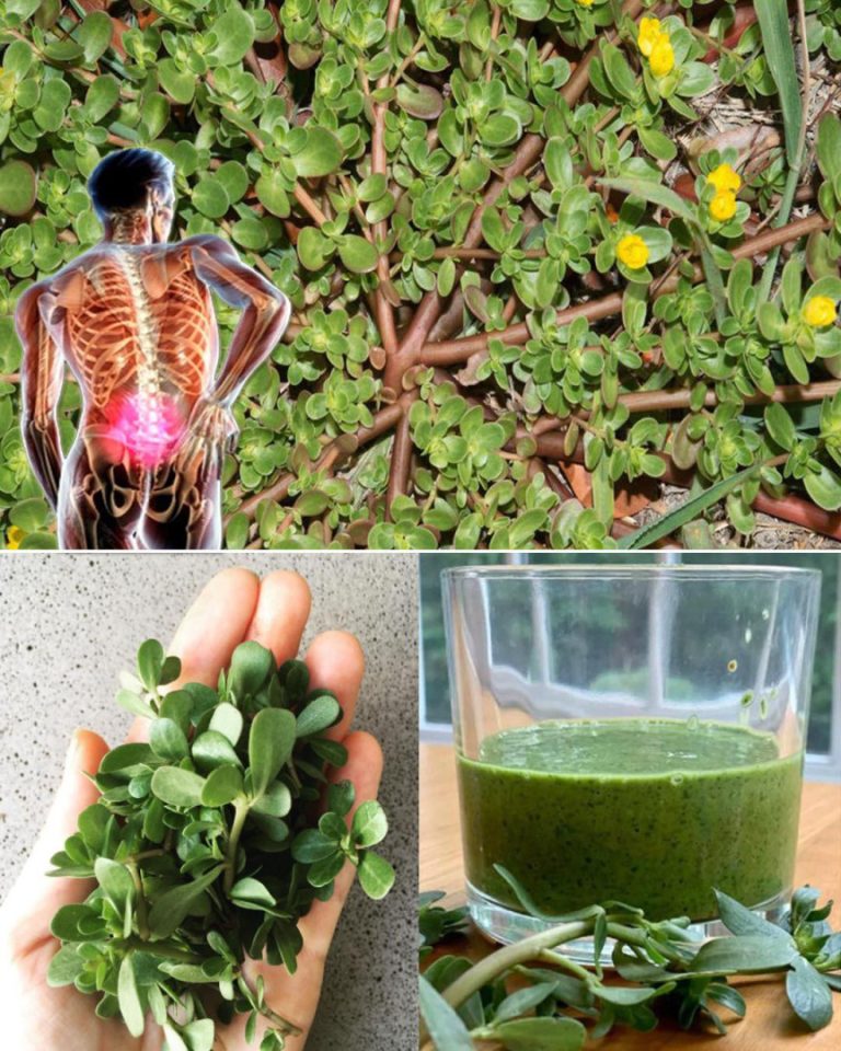 Portulaka: Superżywność, która smakuje lepiej niż mięso – 7 powodów, dla których warto uprawiać ją w ogrodzie