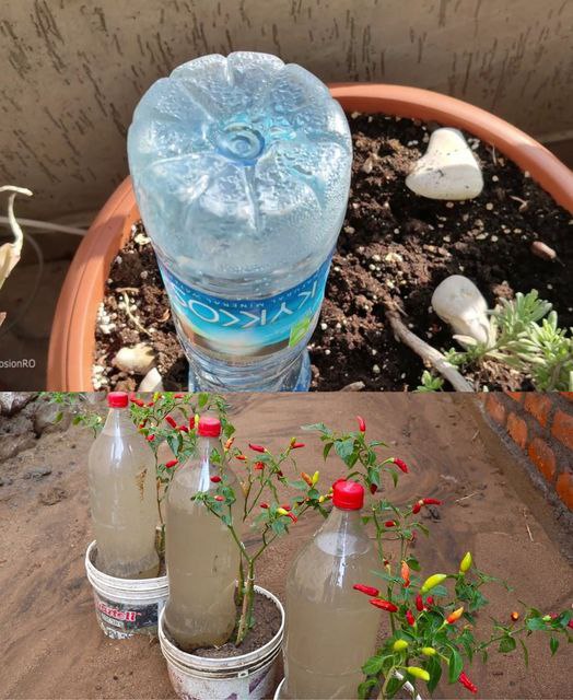 Tarta z serem i pekanami