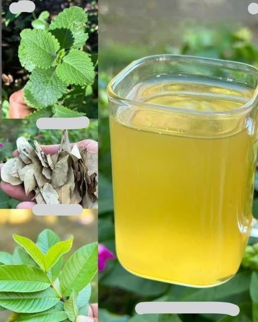 Liście, które leczą wszystkie Twoje dolegliwości: cukrzycę, problemy z krążeniem, nadciśnienie i raka, bez konieczności przyjmowania leków.