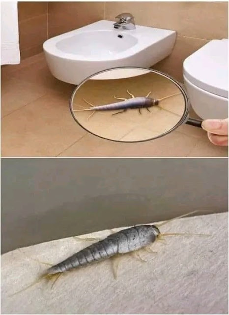 Zawsze mam pod ręką obierki czosnku; powiem ci sekret mojej babci.