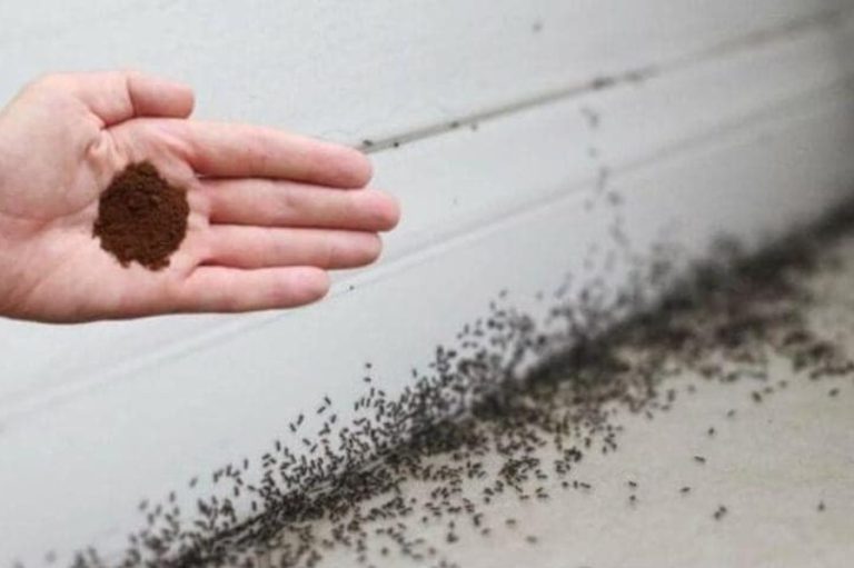 Aby pozbyć się mrówek, można wykorzystać fusy po kawie.