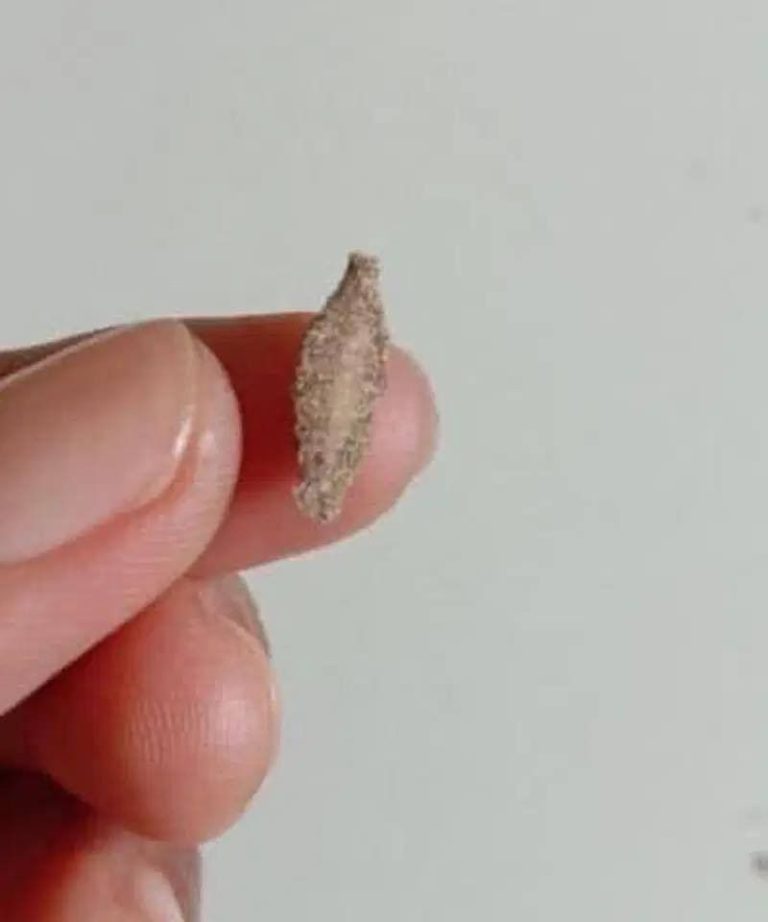 To jest Kamitetep, gatunek ćmy (Phereoca Uterella), która przyczepia się do ścian domu