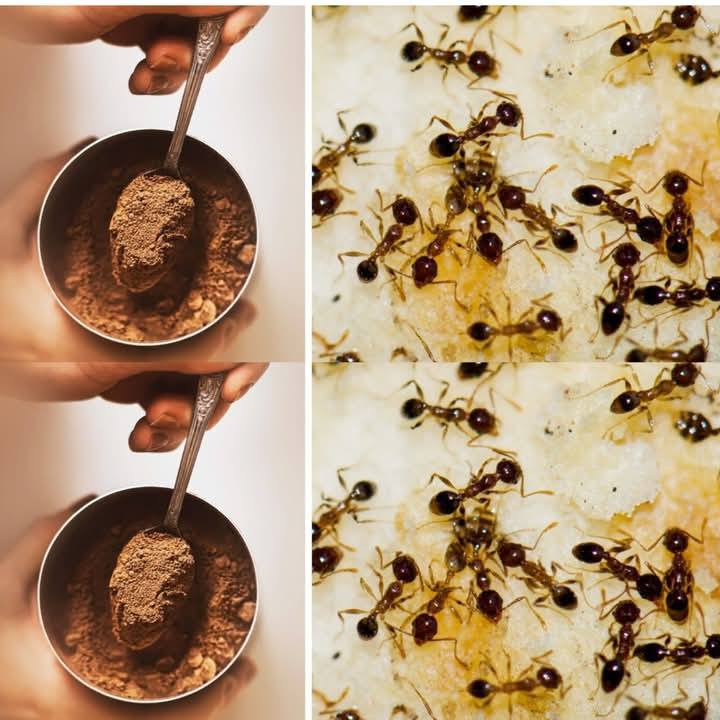 Naturalne sposoby na pozbycie się mrówek w domu i ogrodzie