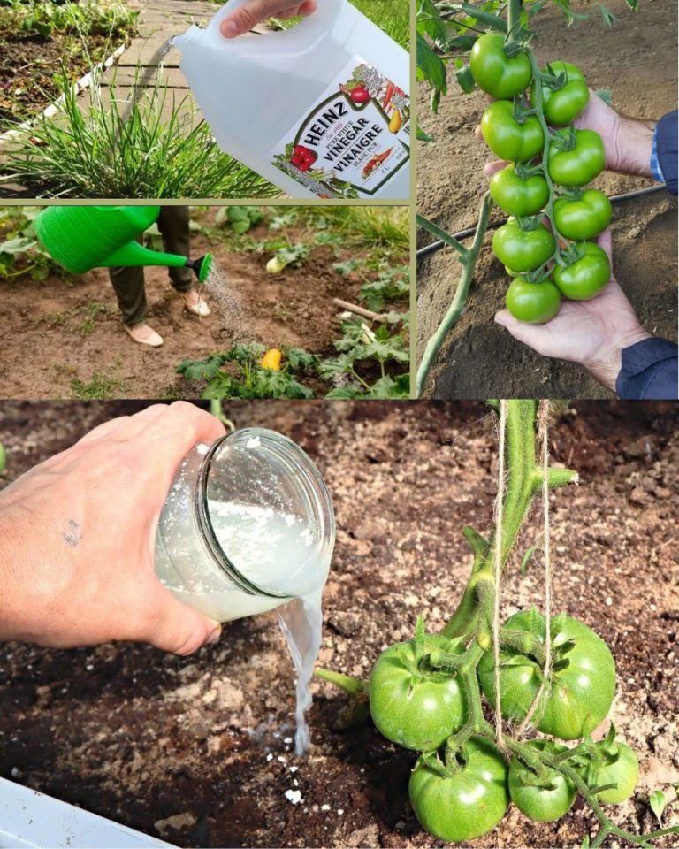 10 powodów, dla których warto używać octu w ogrodzie