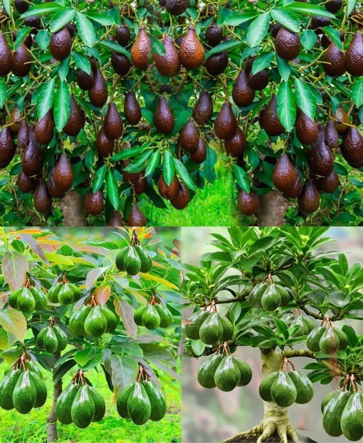 Jak uprawiać awokado w domu