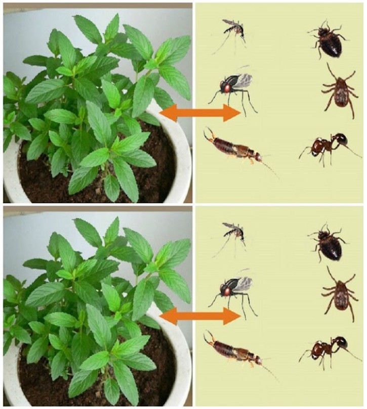 Ta roślina to błogosławieństwo od Boga, odstrasza myszy, pająki i inne owady od twojego domu