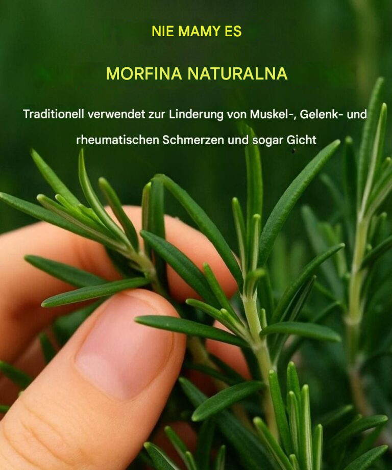 Jak wyhodować tę roślinę w dużych ilościach w domu.