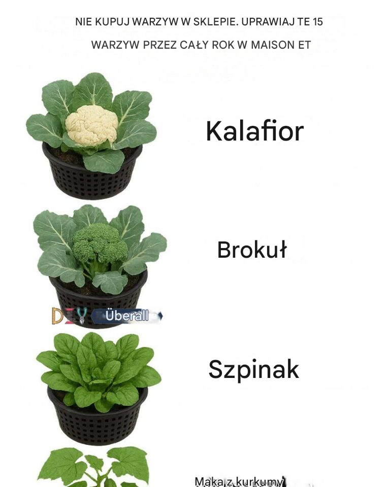 Przestań kupować warzywa w sklepie. Uprawiaj te 15 roślin w domu przez cały rok.