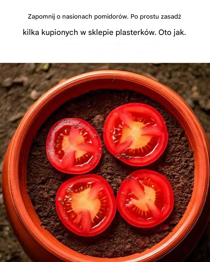 Zapomnij o nasionach pomidorów. Po prostu zasadź kilka plasterków ze sklepu. Oto jak.
