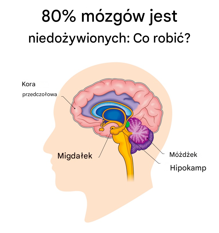 80% mózgów jest niedożywionych: jak prawidłowo odżywiać mózg?