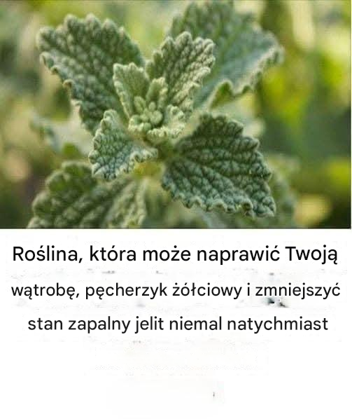 Roślina ta ma zdolność leczenia wielu chorób.