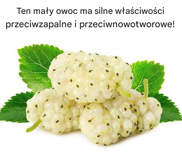 Morwa ma obiecujące właściwości przeciwzapalne i przeciwnowotworowe