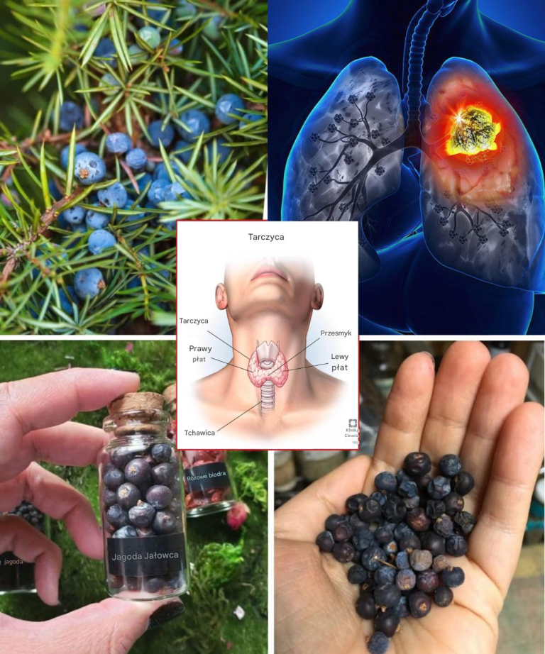 12 zaskakujących korzyści zdrowotnych jałowca, o których nie wiedziałeś