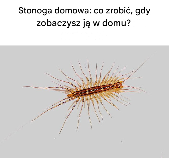 Stonoga domowa: co zrobić, gdy zobaczysz ją w domu?