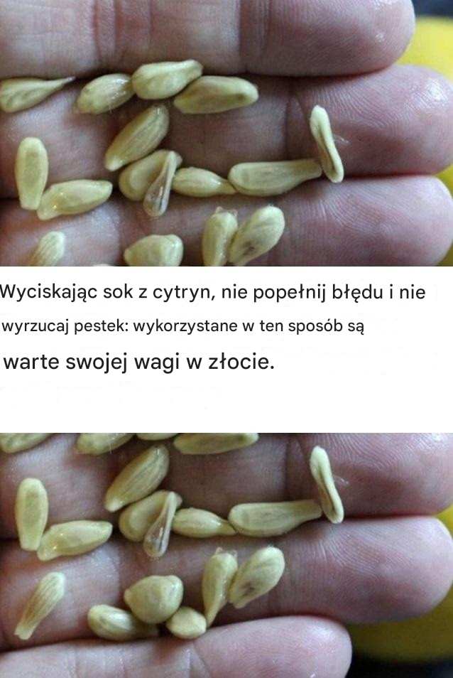Wyciskając sok z cytryn, nie popełnij błędu i nie wyrzucaj pestek: wykorzystane w ten sposób są warte swojej wagi w złocie.
