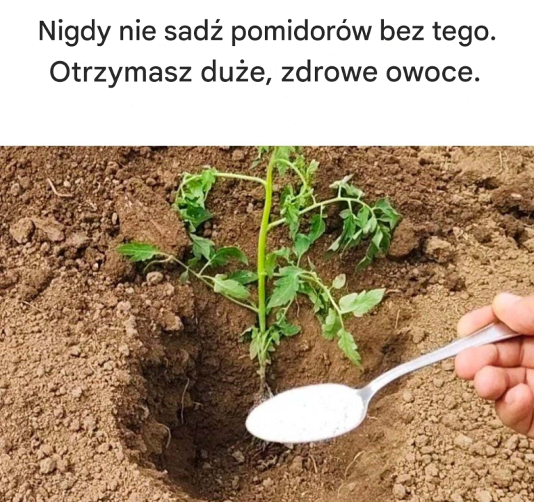 Nigdy nie sadź pomidorów bez tego. Otrzymasz duże, zdrowe owoce.