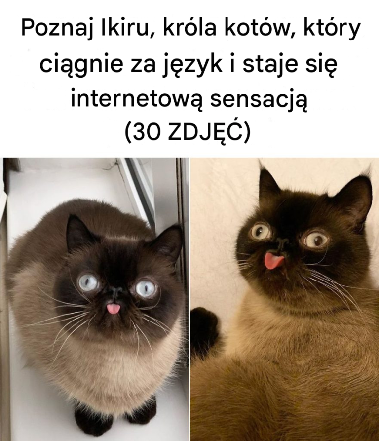 Poznajcie Ikiru, króla kotów pozujących z językiem, które szturmem podbijają Internet (30 zdjęć)