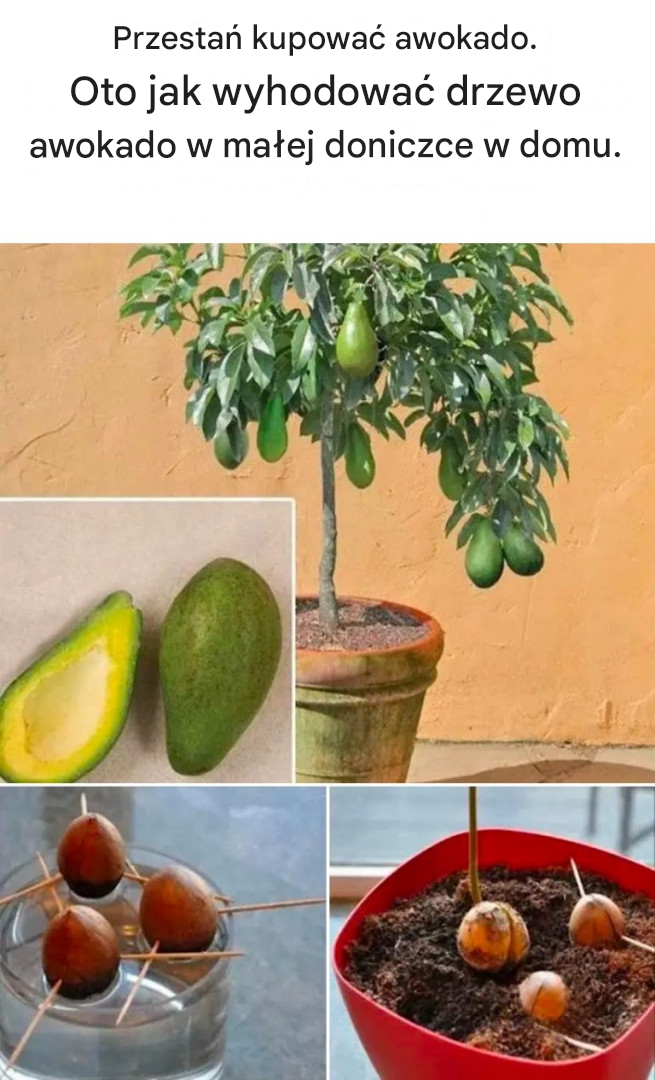Przestań kupować awokado. Oto jak wyhodować drzewo awokado w małej doniczce w domu.