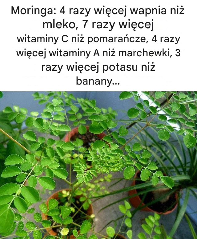 Moringa: 4 razy więcej wapnia niż mleko, 7 razy więcej witaminy C niż pomarańcze, 4 razy więcej witaminy A niż marchewki, 3 razy więcej potasu niż banany...