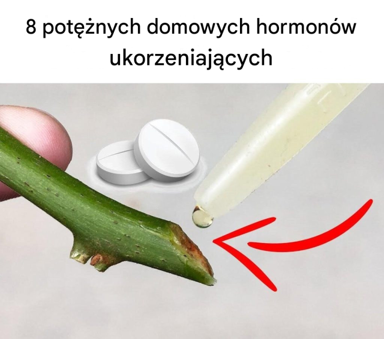 8 potężnych domowych hormonów ukorzeniających | Naturalne stymulatory ogrodnicze