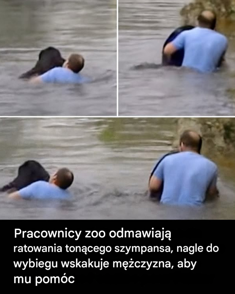 Opiekunowie zoo odmawiają uratowania szympansa – wtedy kierowca ciężarówki wdziera się do jego klatki