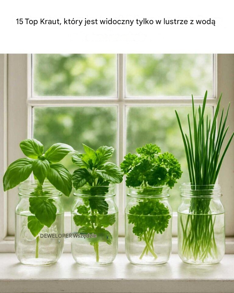 15 najlepszych ziół do uprawy w słoikach Mason z samą wodą