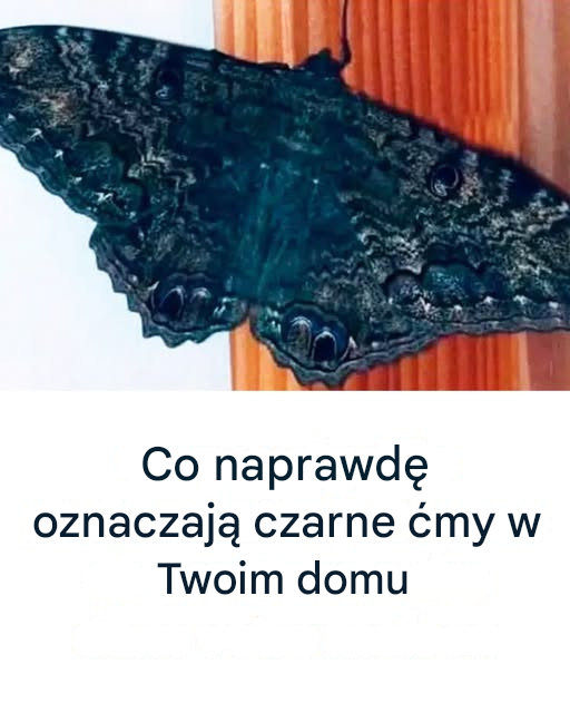 Czarne motyle w Twoim domu: mistyczne symbole czy tylko przypadek?
