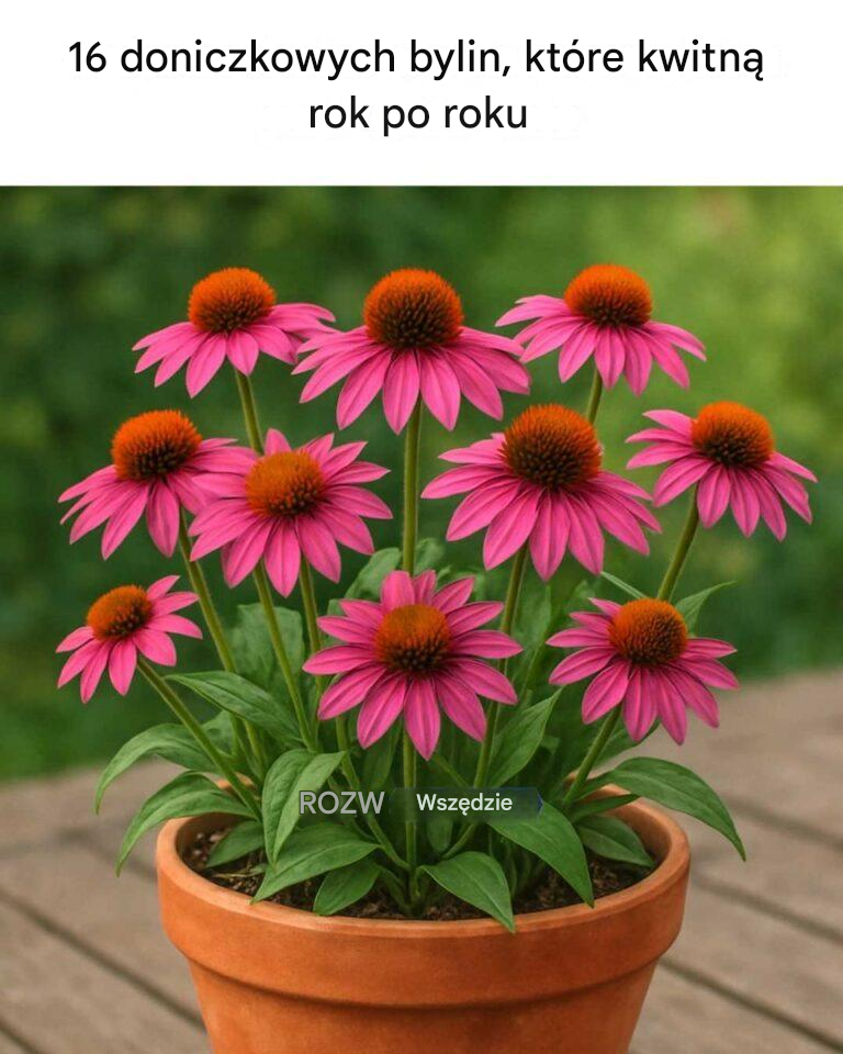 16 doniczkowych bylin, które kwitną rok po roku
